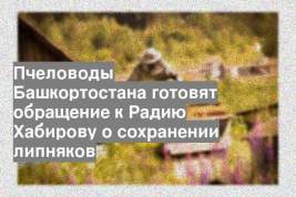 Пчеловоды Башкортостана готовят обращение к Радию Хабирову о сохранении липняков