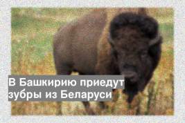 В Башкирию приедут зубры из Беларуси