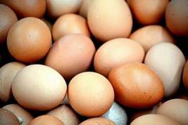 «Таврос» приступит к реализации масштабного проекта по производству яиц