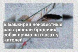 В Башкирии неизвестные расстреляли бродячих собак прямо на глазах у жителей