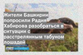 Жители Башкирии попросили Радия Хабирова разобраться в ситуации с расстрелянным табуном лошадей