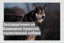Зоозащитники из Башкирии помогли изувеченной собаке